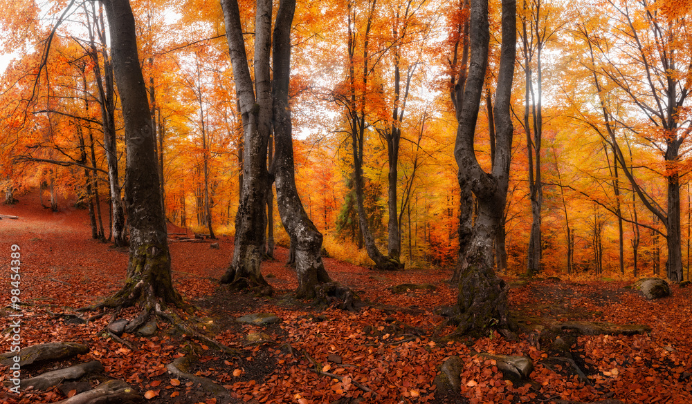 Obraz premium Autumn colors forest