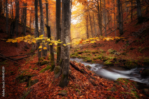 Autumn colors forest and small creek © Nickolay Khoroshkov