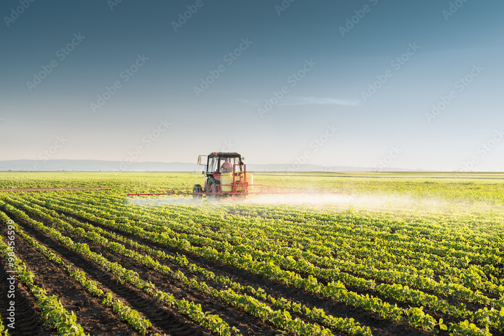 Fototapeta premium Tractor spraying soybean