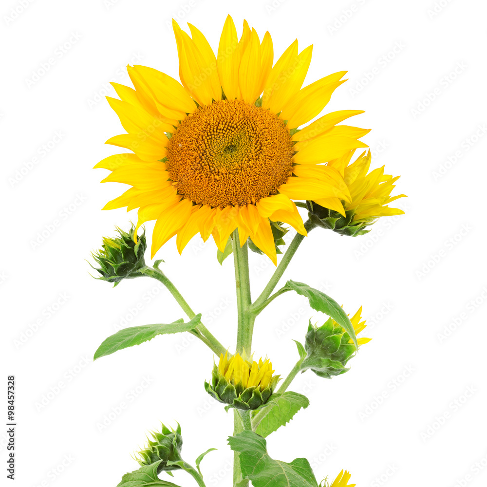 Obraz premium Sunflower