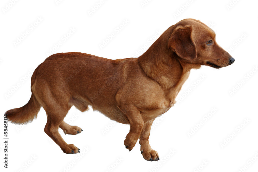 dog dachshund on a white background