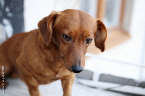 dachshund dog on the balcony