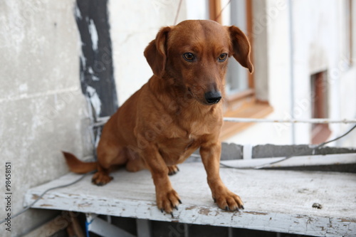 dachshund dog on the balcony