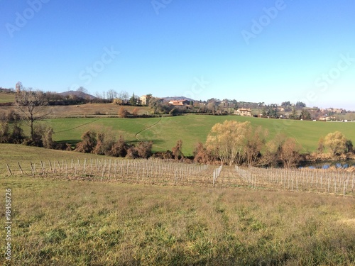 Vigneto in collina  inverno