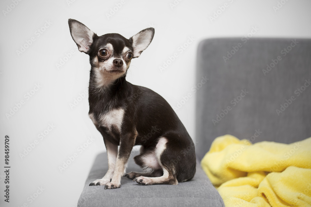 cute Chihuahua