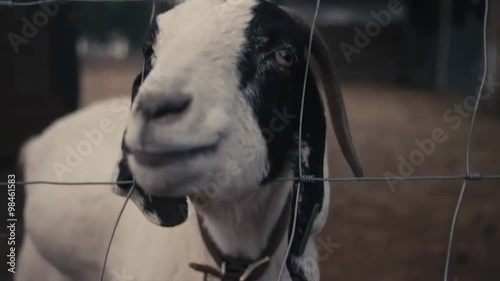 Close up of a goat poking his head through a fence