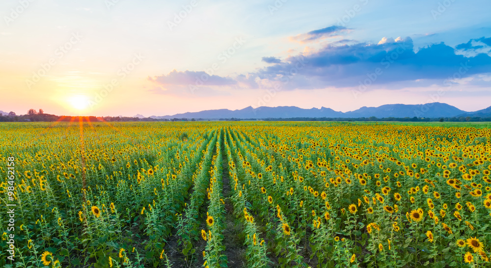 Panorama of sunflowers field with sunset