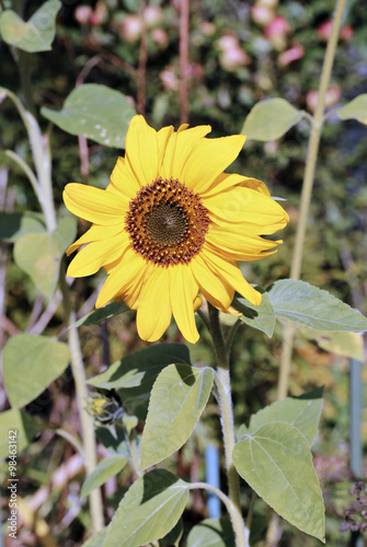 Blooming flower of sunflower