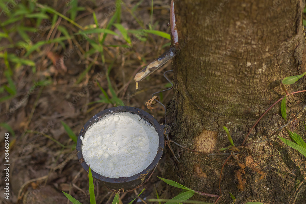 Tapping latex from a rubber tree Tapping latex from a rubber tree