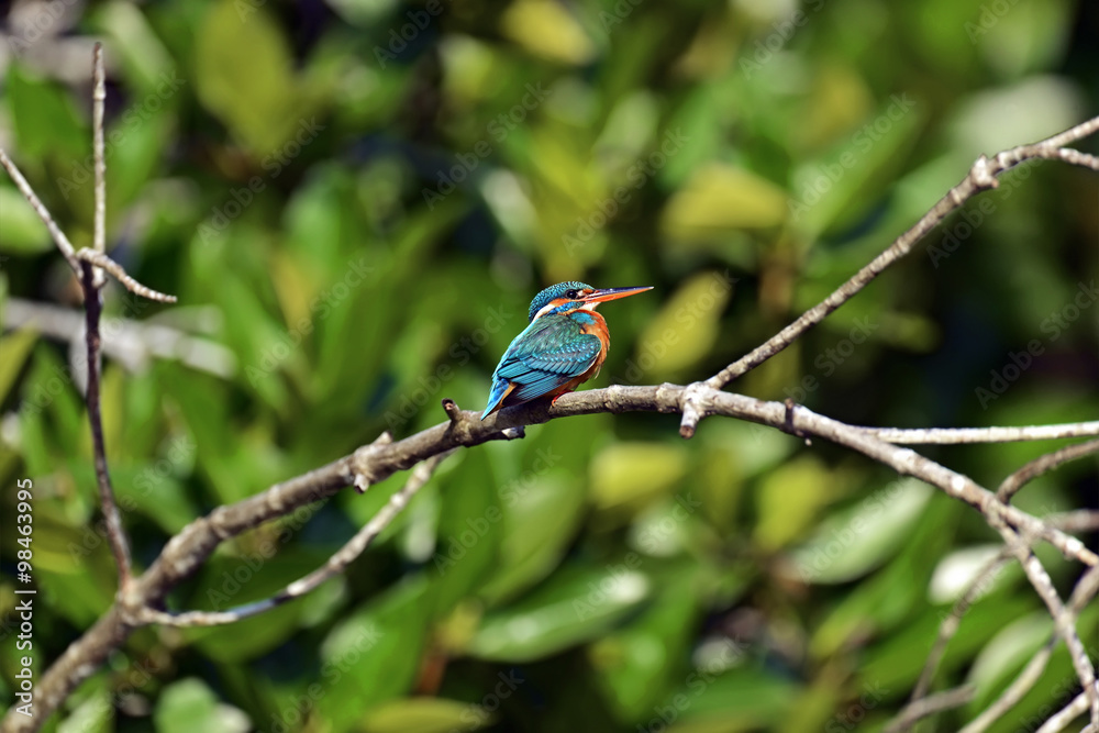 Kingfisher in Sri Lanka