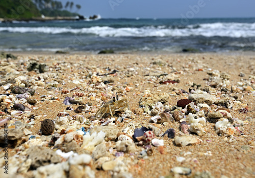 Crab in Sri Lanka © kyslynskyy