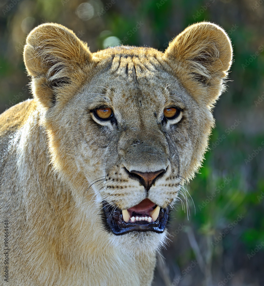 Portrait of young Lion