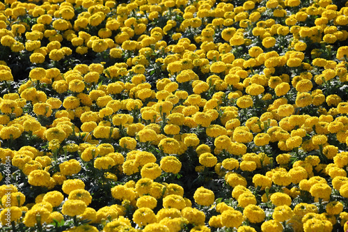 marigold flower background.