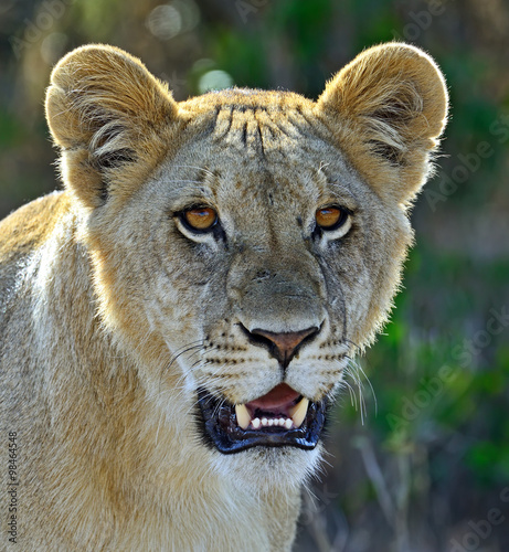 Obraz na płótnie Portrait of young Lion w salonie
