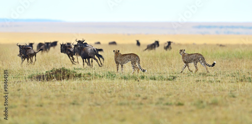 Masai Mara Cheetahs