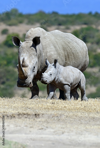 White rhino in the park Solio in Kenya.