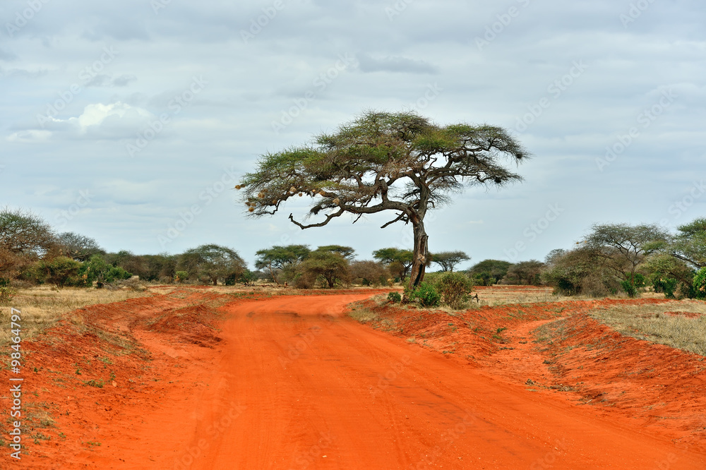 Tree in the savannah of Tsavo