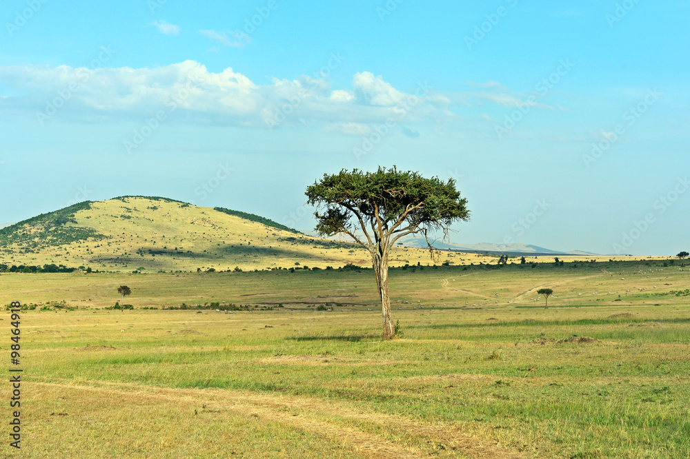 Tree in the savannah Masai Mara