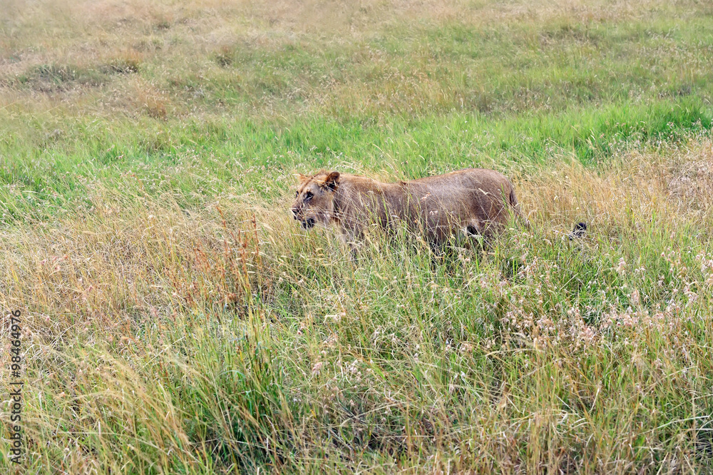 Fototapeta premium Portrait of young Lion