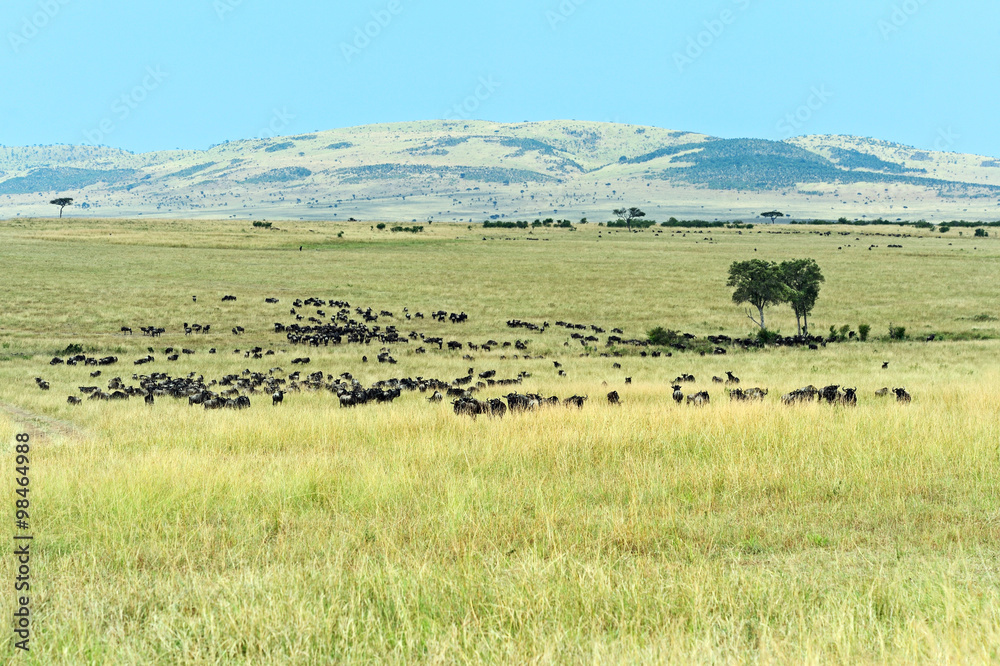 Wildebeest in Masai Mara