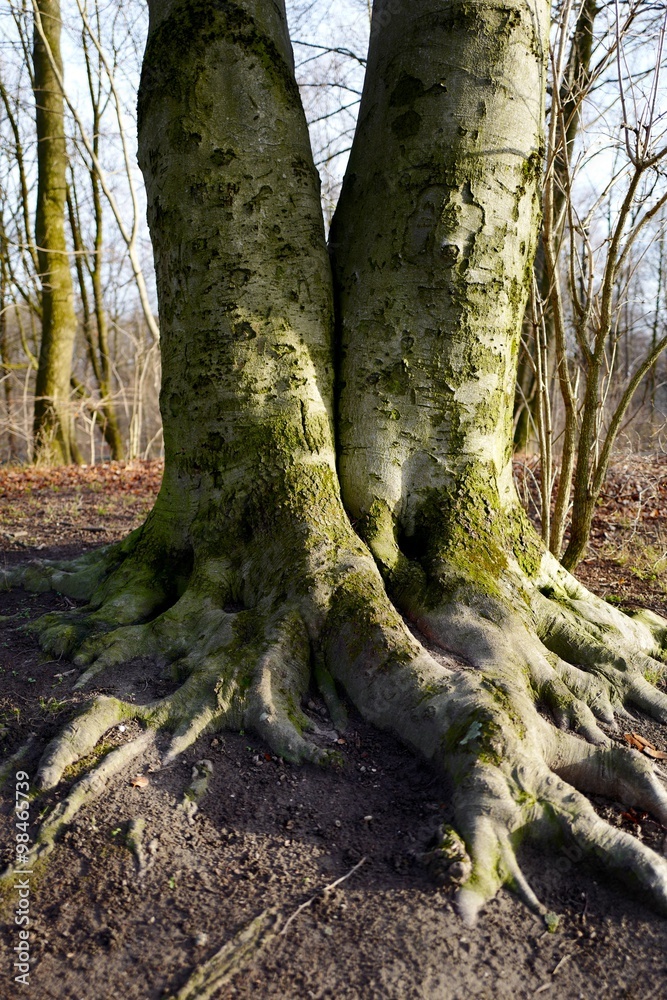 Zusammengewachsen - Hochformat