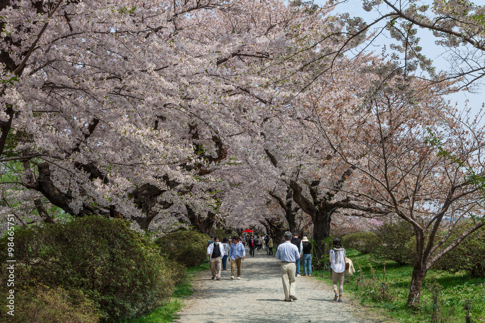 Cherry blossoms in Tenshochi park, Kitakami city, Japan Cherry blossoms in Tenshochi park, Kitakami city, Japan