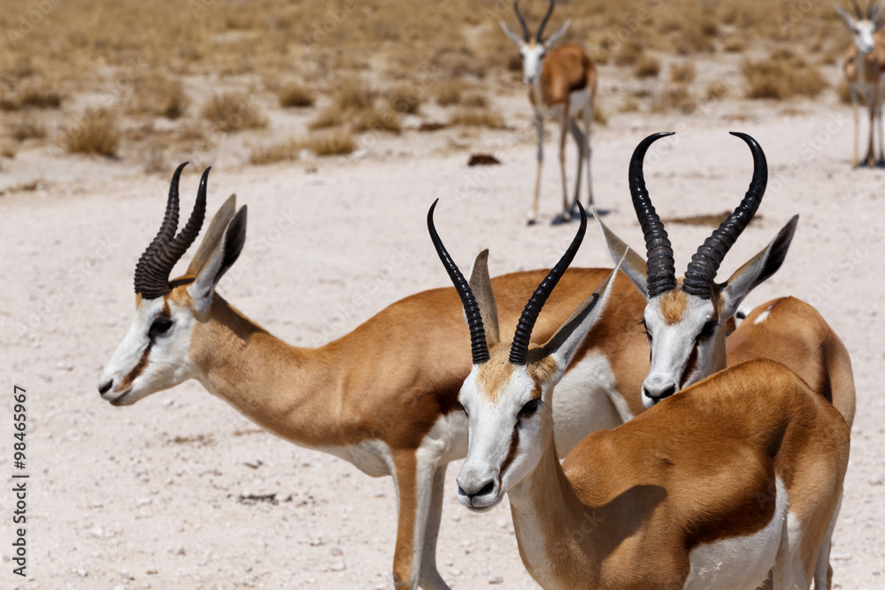 Naklejka premium herd of springbok in Etosha