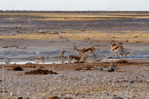 herd of springbok on waterhole