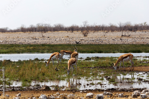 herd of springbok on waterhole