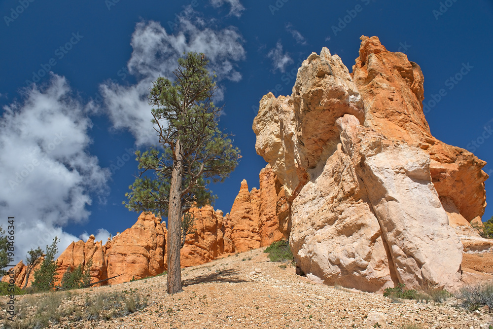 Fototapeta premium Bryce Canyon National Park, Utah, United States