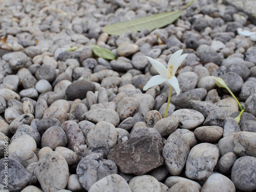Photography The flower on stone