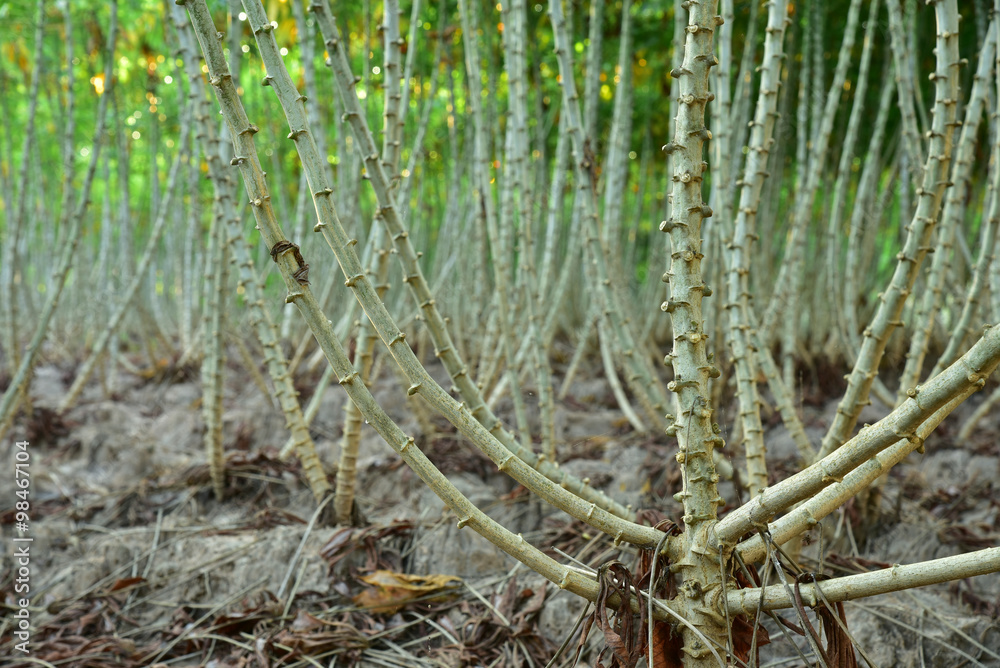 Obraz premium Tapioca plantation