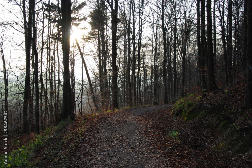 Fototapeta premium Wald