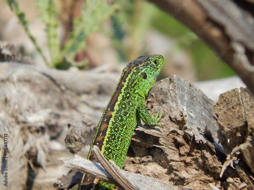 Fototapeta premium Eidechse