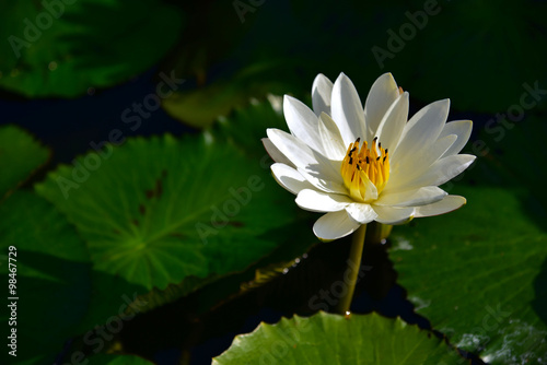 Thai lotus