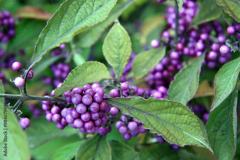 Popular Bodinier Beauty Berry / Purple berries on a bush in the Swiss greenhouse