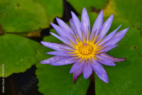 Thai lotus