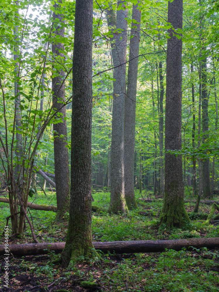 Obraz premium Summertimel misty morning in the forest