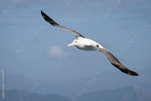 Flying wandering  albatross, New Zealand photo