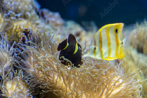 clownfish in coral bank in the sea