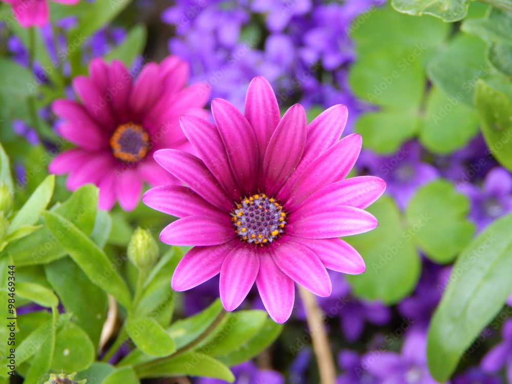Obraz premium Blume