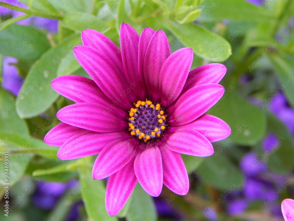 Fototapeta premium Blume