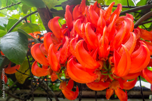 Mucuna bennettii at garden in Thailand photo