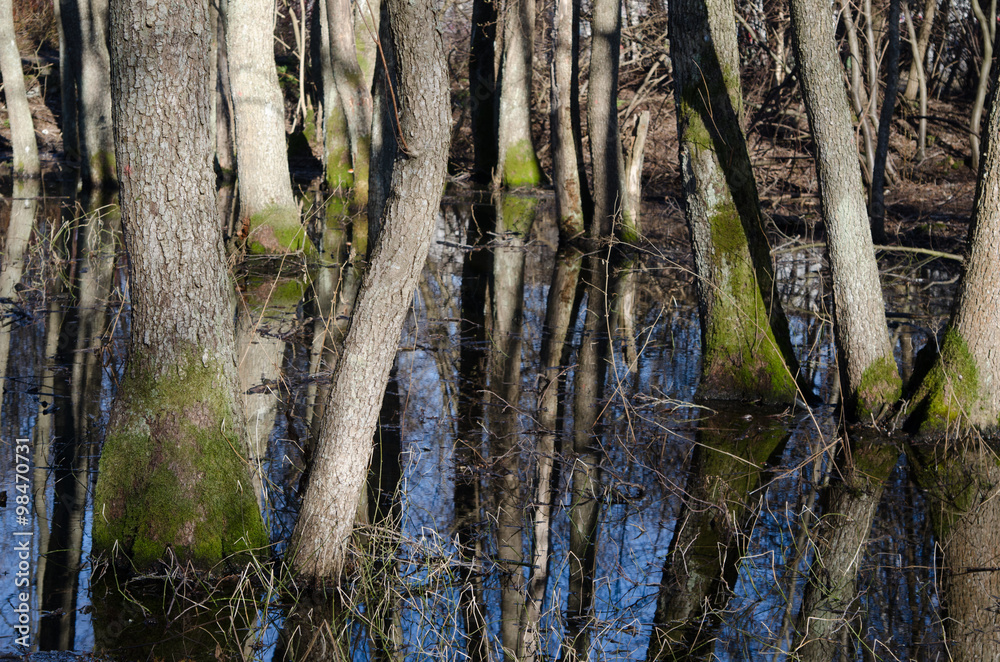 Spring landscape, tree trunks in flood waters Spring landscape, tree trunks in flood waters
