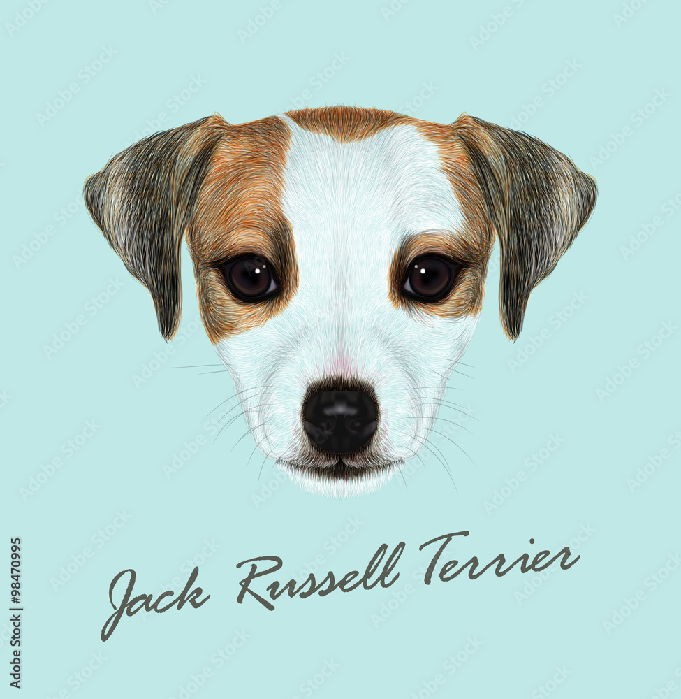 Jack Russell Terrier dog animal cute face. Vector funny Jack Russell  Terrier brown and white puppy head portrait. Realistic fur portrait of  purebred young doggy isolated on blue background. Stock Vector |