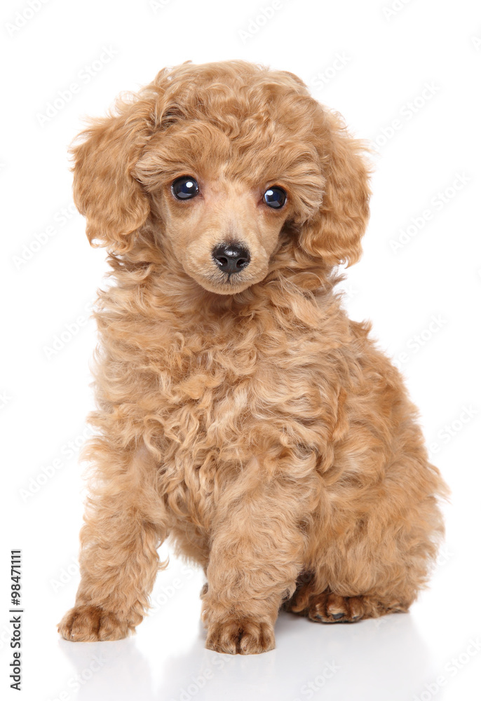 Toy Poodle puppy Toy Poodle puppy