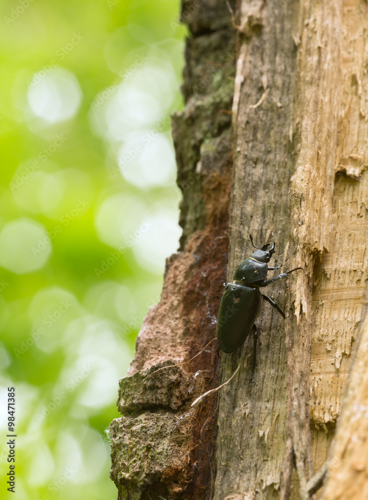 Damaged female stag beetle, Lucanus cervus climbing oak tree, reflections in the background