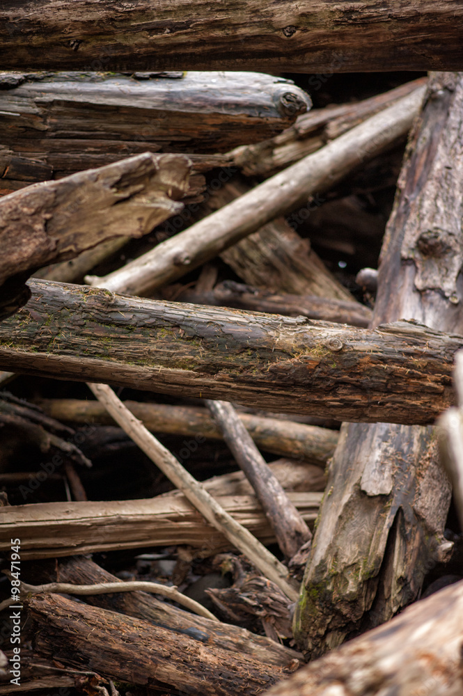 Wild dry patterns of wood create rough view Wild dry patterns of wood create rough view