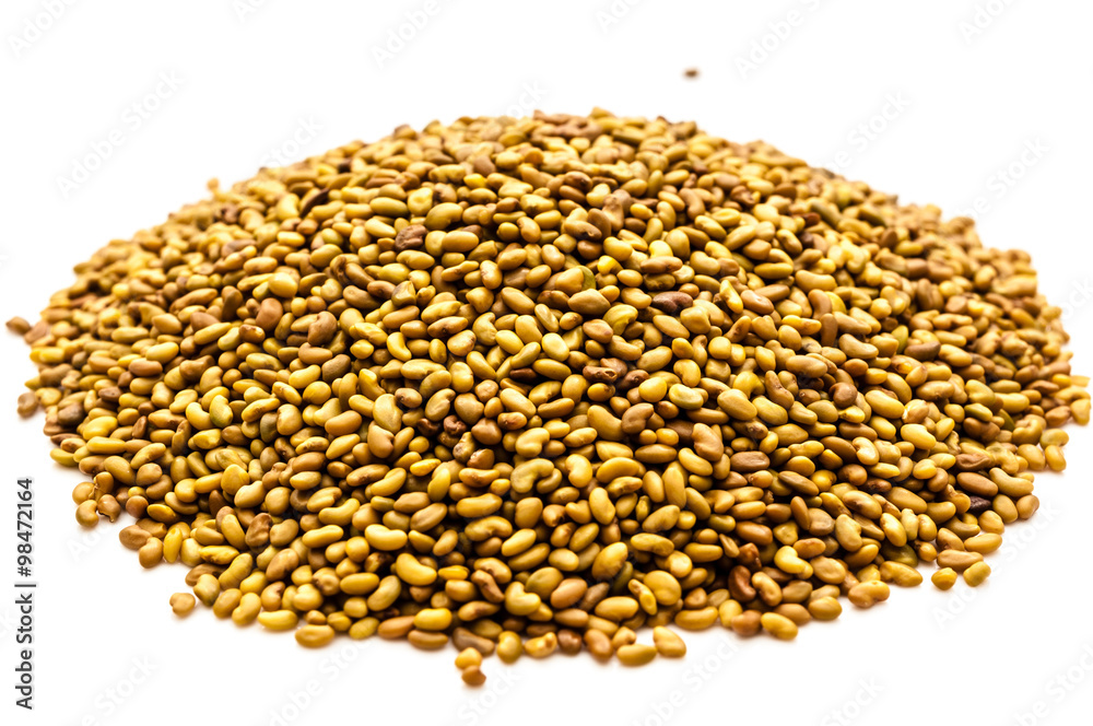 Obraz premium Alfalfa Keimsaat