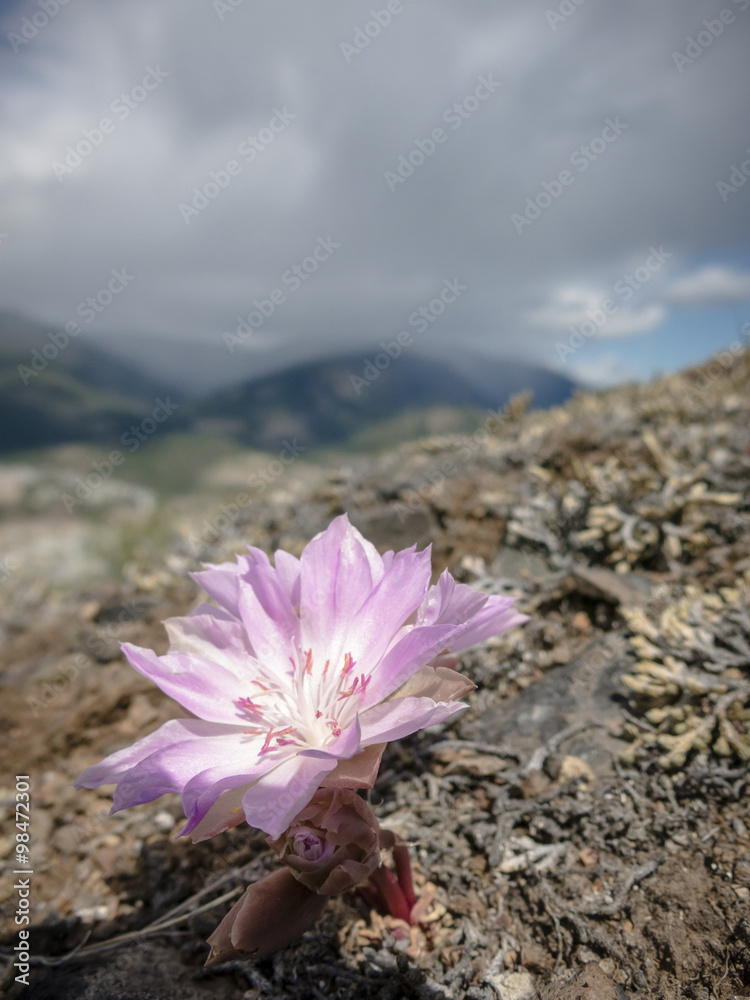 Flower of the Bitterroot on Alpine Terrain Flower of the Bitterroot on Alpine Terrain
